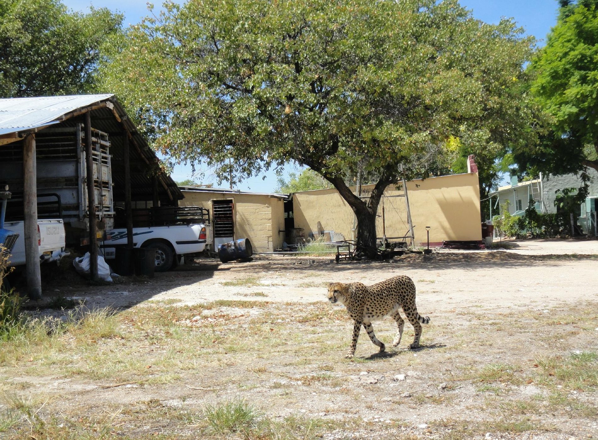 Otjitotongwe Cheetah Guestfarm by null