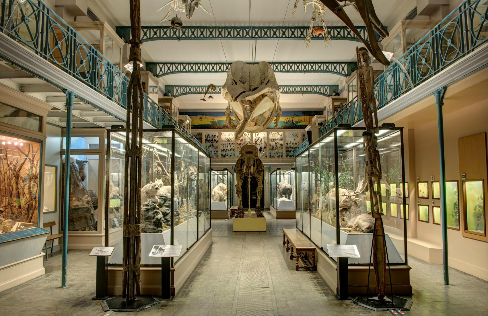 Musee D'Histoire Naturelle De Lille - O Que Saber Antes De Ir (2024)