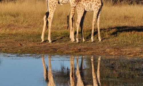 Giraffes by the watering hole