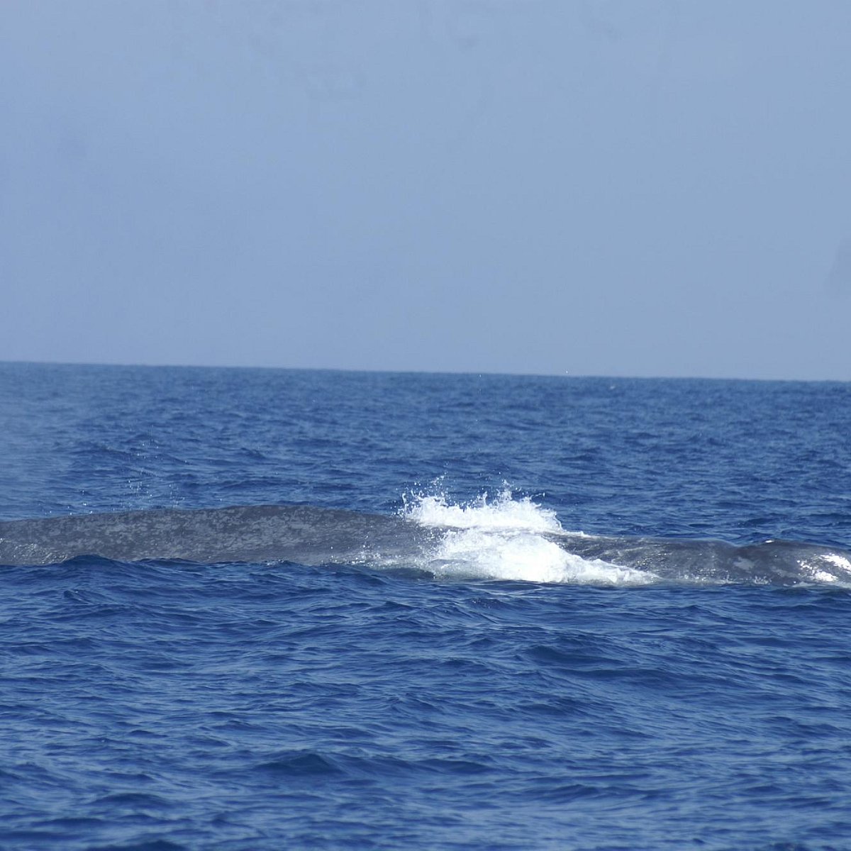 WHALE WATCHING DANUSHKA (Mirissa) - All You Need to Know BEFORE You Go