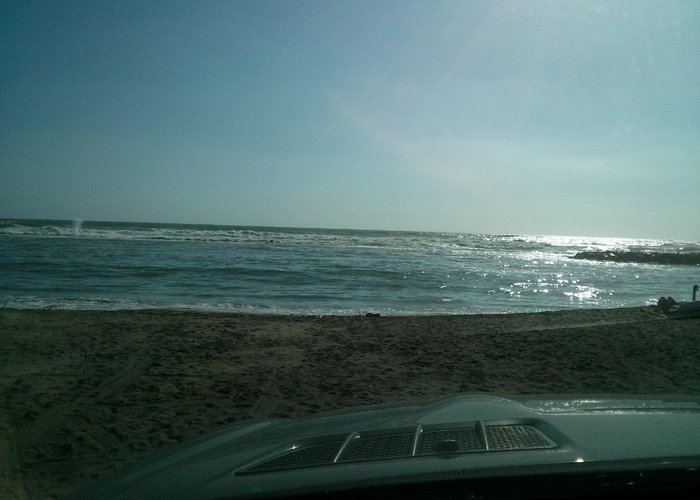 mare