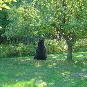 Tranquility Bear