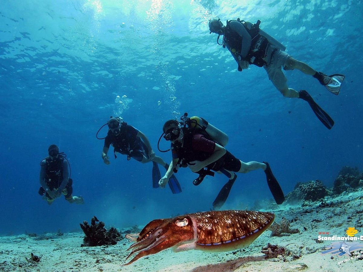 Deep sea diving with Scandinavian Divers - Phuket: Get the Detail of Deep  sea diving with Scandinavian Divers on Times of India Travel