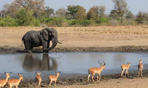 kruger park safari holidays