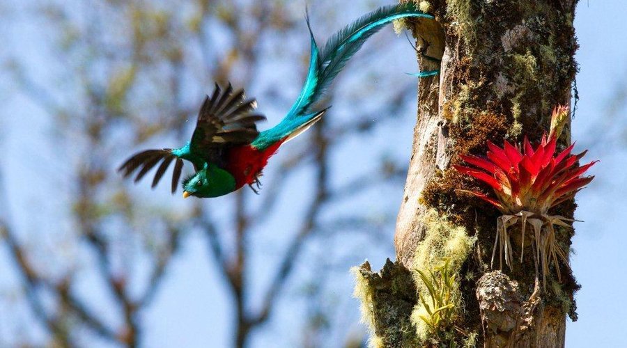 Resplendent Quetzals...a common sight here!