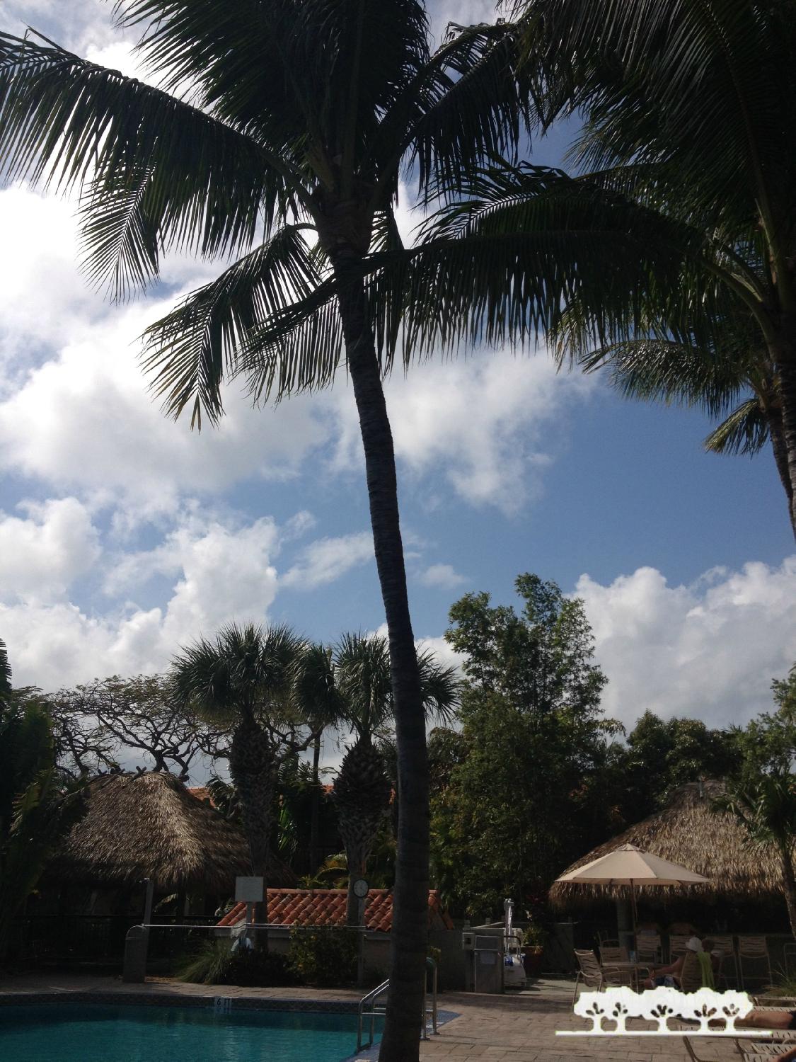 Courtyard By Marriott Key West Waterfront Pool Pictures Reviews   Courtyard Key West Waterfront 