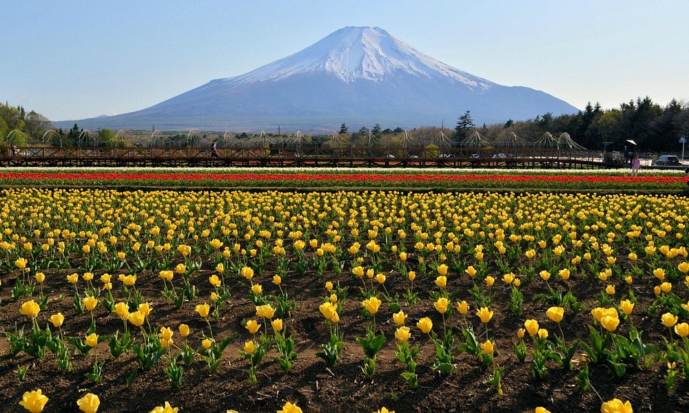 21年日本山中湖村的旅游景点 旅游指南 行程 Tripadvisor