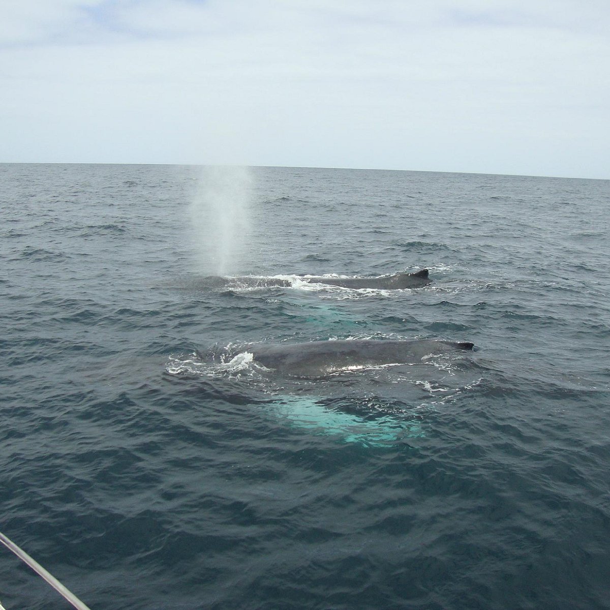WHALE WATCHING MIT CABOKAITOURS (Sal Rei) - All You Need to Know BEFORE ...