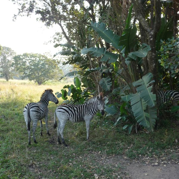 UMGENI RIVER BIRD PARK (2025) All You Need to Know BEFORE You Go (with ...