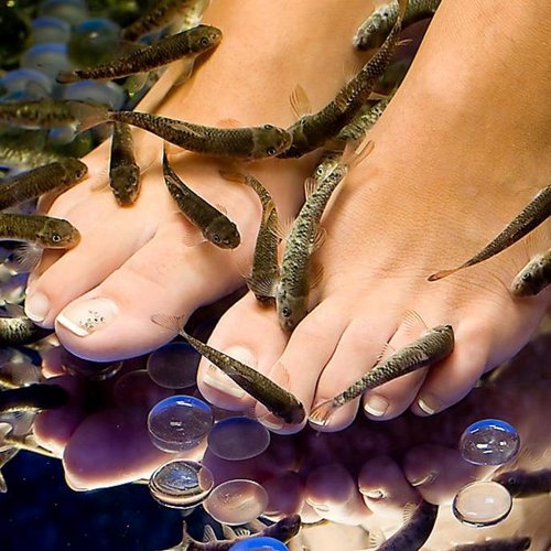 Fish spa Images - Search Images on Everypixel