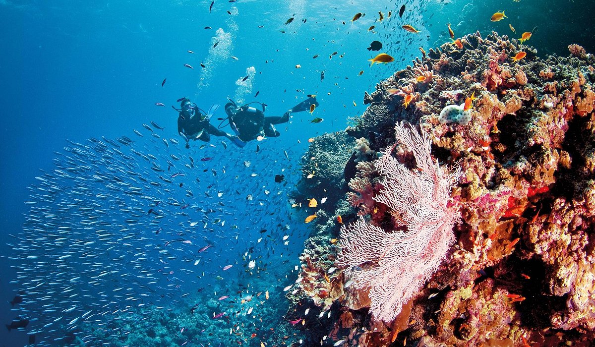 THE 15 BEST Things to Do in Great Barrier Reef (2024)