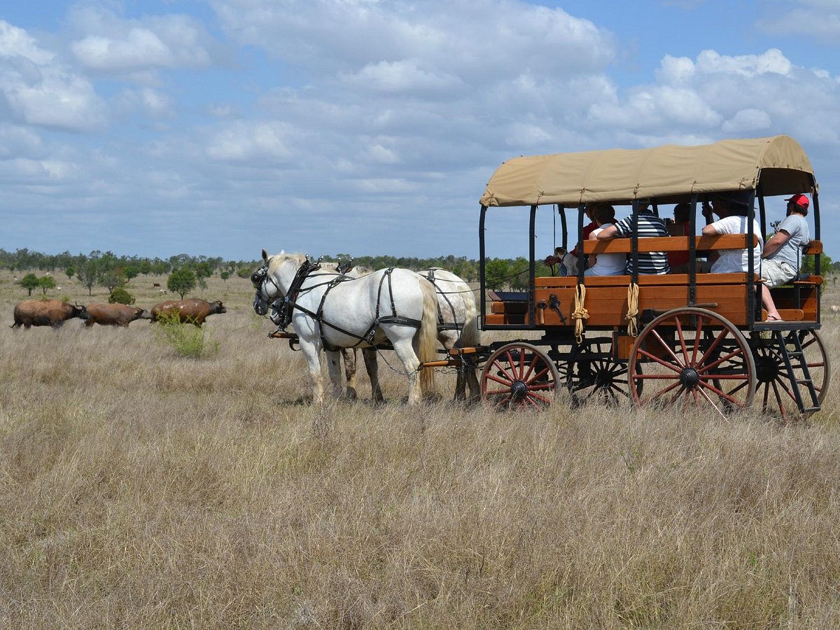 longhorn tour charters towers
