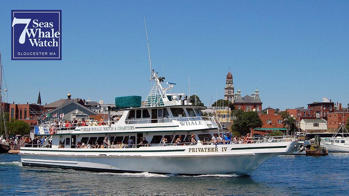 7 Seas Whale Watch, Gloucester: лучшие советы перед посещением - Tripadvisor