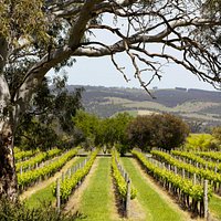 Fox Creek vineyeards