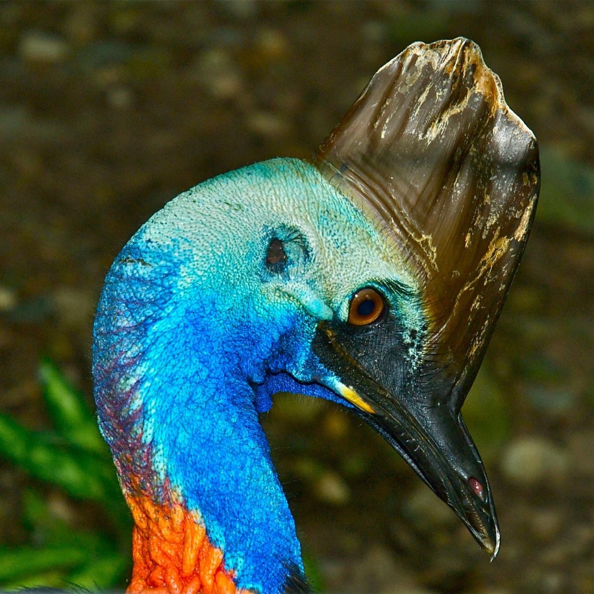 Wildlife Habitat Port Douglas - Boyd oh Boyd Do you think