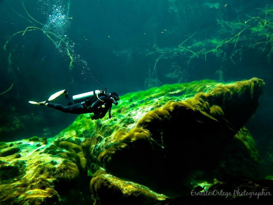 calypso dive center tulum