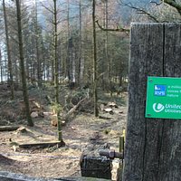 Unadvertised Tree felling activity