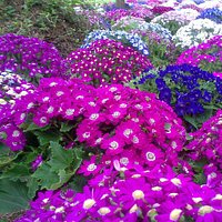 Belleza y colorido.