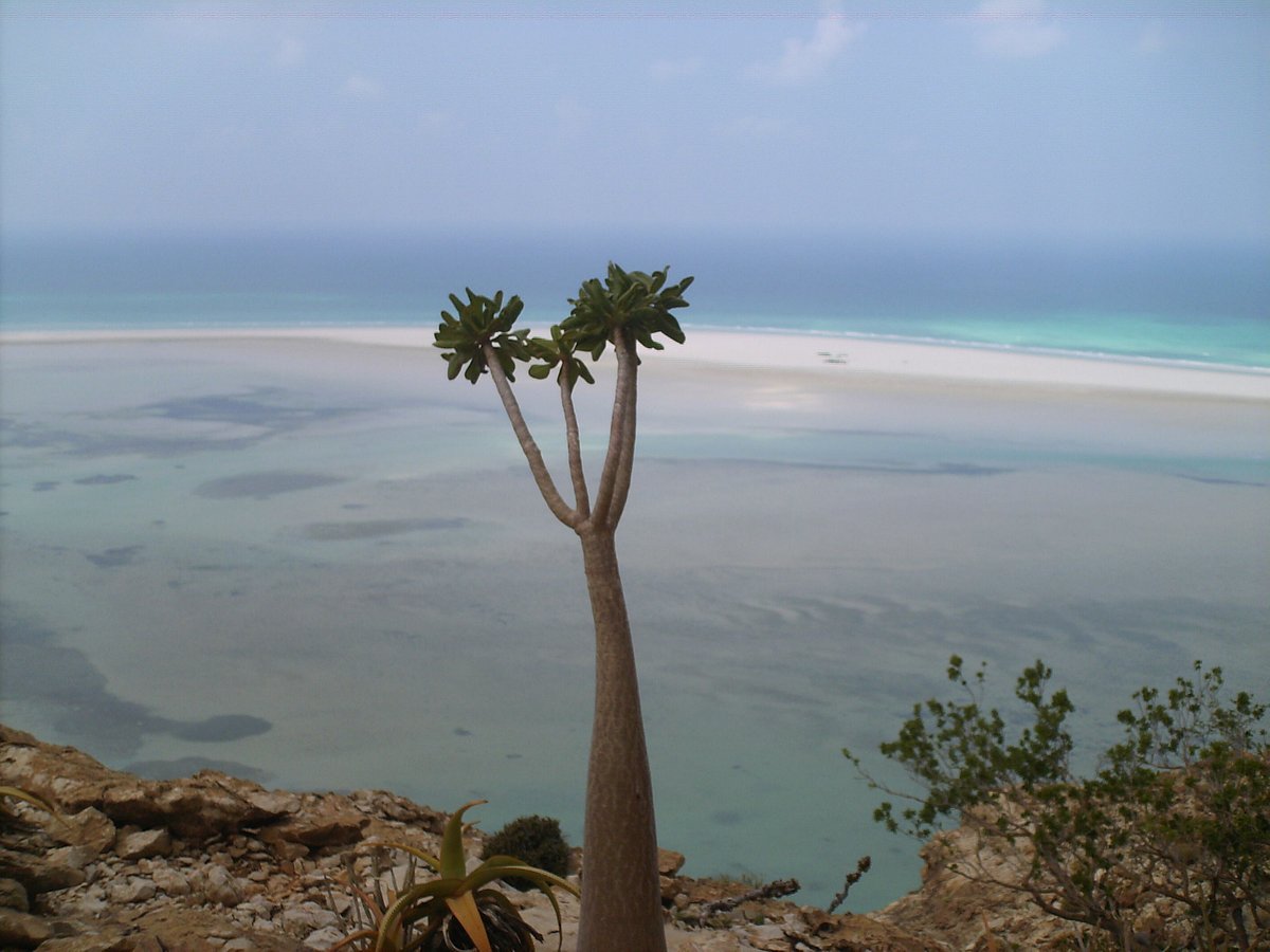 Socotra Guide-Day Tours (Socotra Island) - All You Need to Know BEFORE You  Go