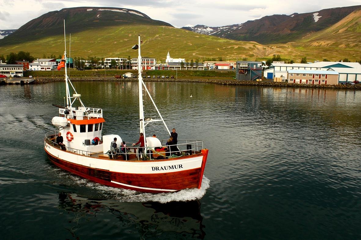 arctic sea tours whale watching