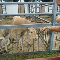 little burro