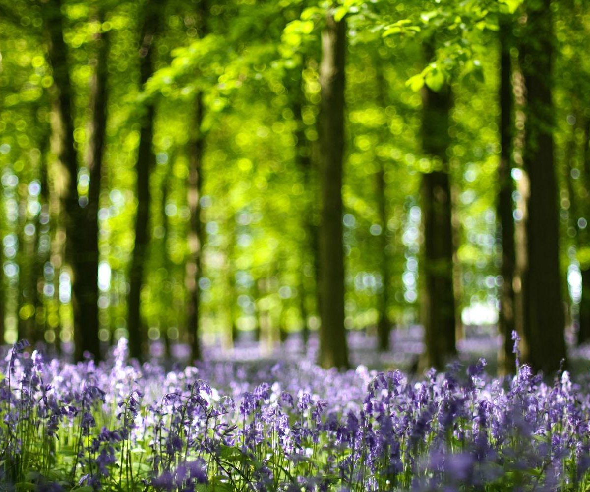 National Trust - Ashridge Estate - All You Need to Know BEFORE You Go ...