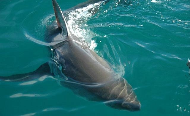 great white shark boat tours south africa
