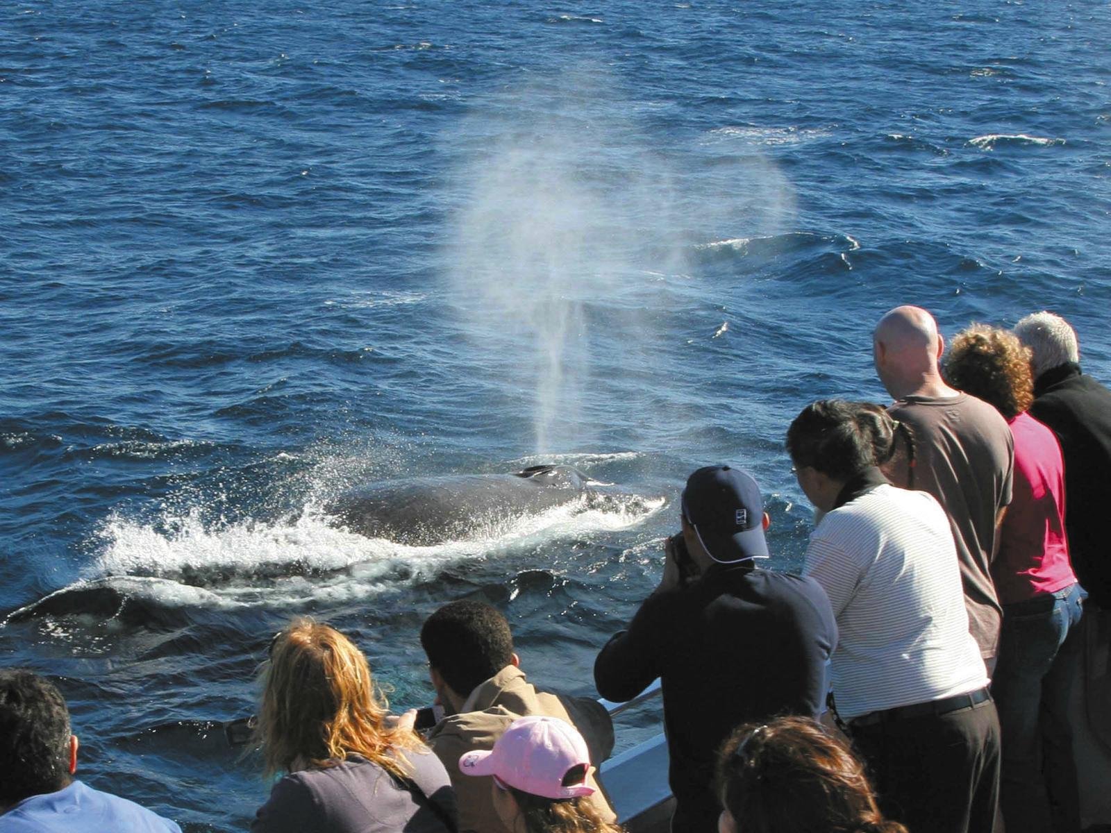 Whale Watching Gold Coast (Main Beach): All You Need to Know