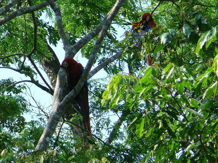 bird watching tour antigua