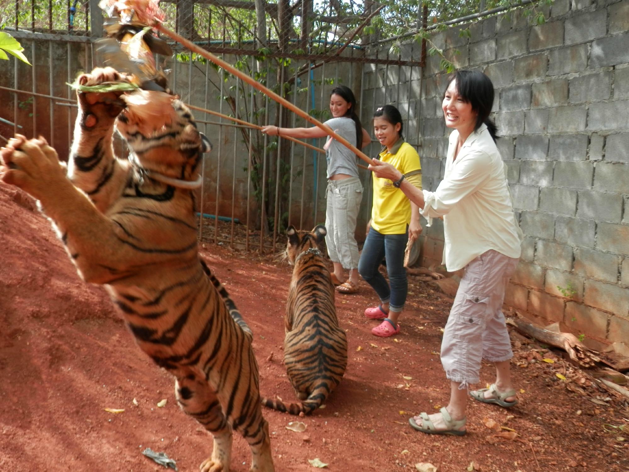 Tiger Temple Wat Pa luang Ta Bua Sai Yok