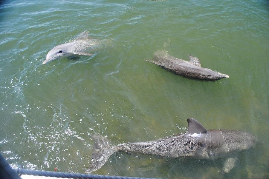 Dolphin Research Center image