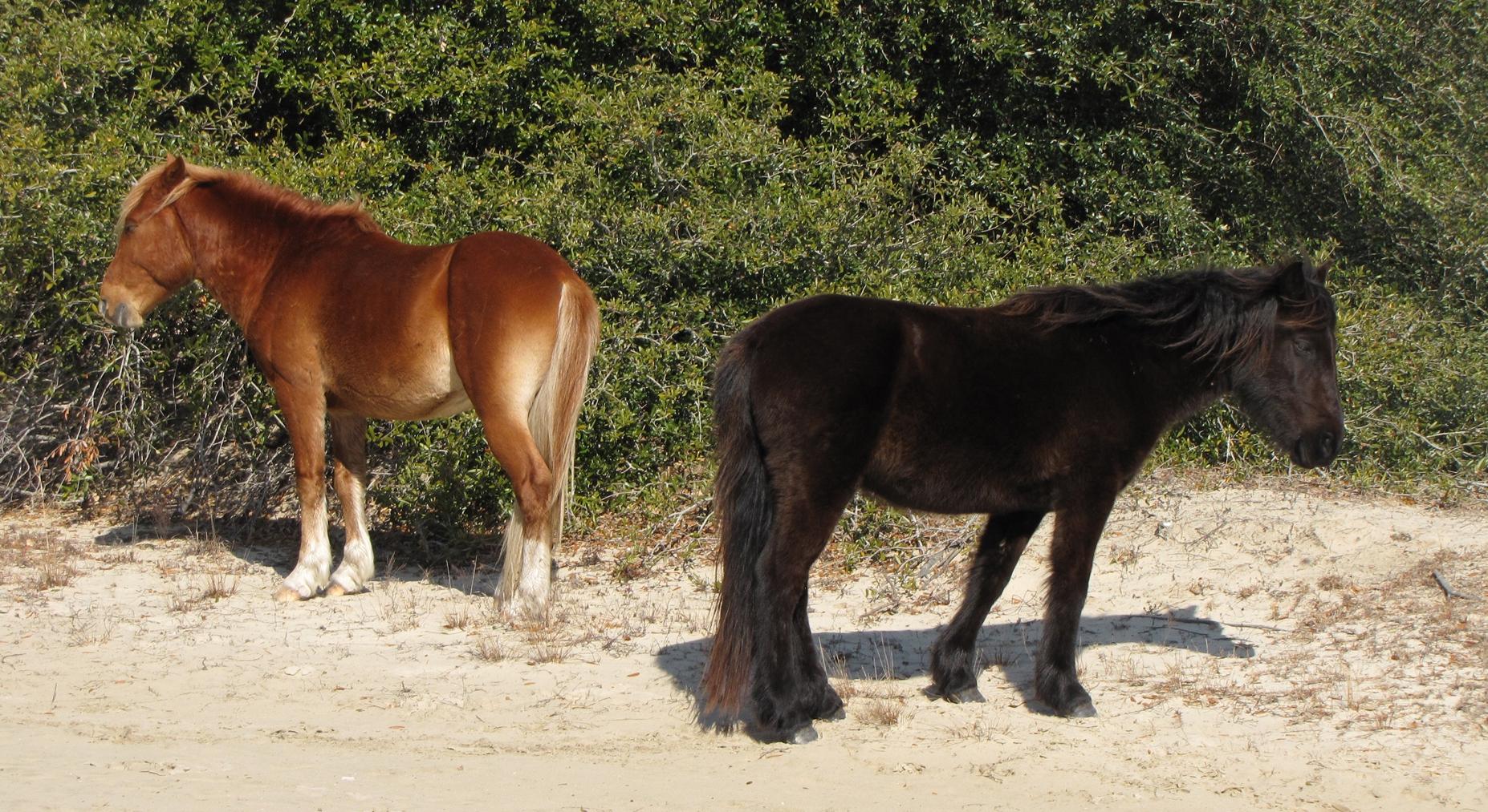 Hotsell Fine Art Photograph,Equine, Horse, colonial spanish mustang, corolla