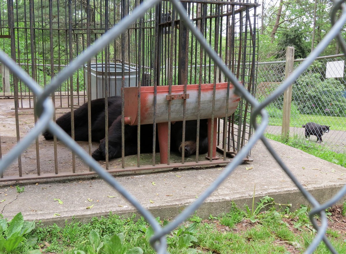 Animaland Zoological Park (Wellsboro) - All You Need to Know BEFORE You Go Animaland Zoological Park (Wellsboro) - All You Need to Know BEFORE You Go