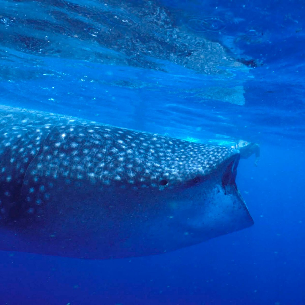 Whaleshark Tours (Isla Mujeres) - All You Need to Know BEFORE You Go