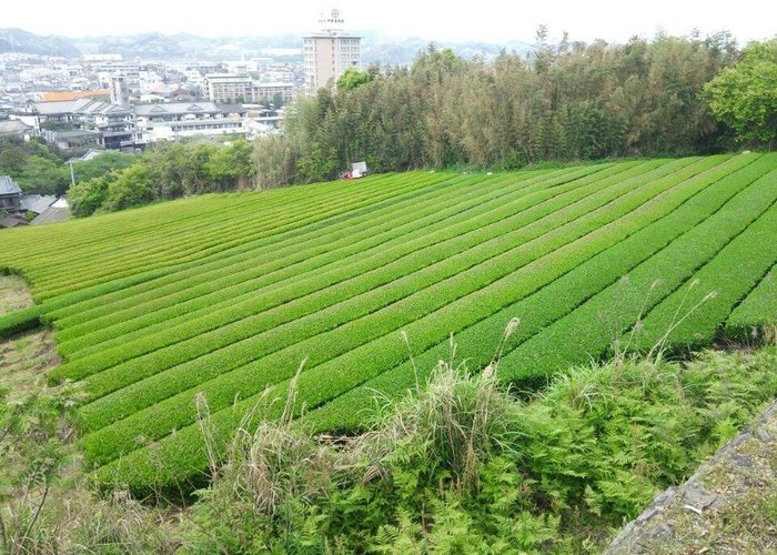 嬉野茶の初茶の収穫時期でよい匂いがしてました
