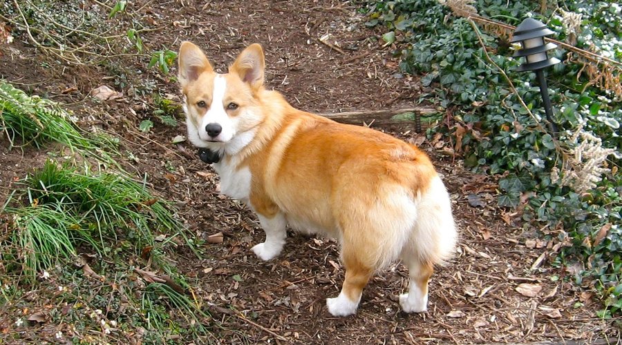 Gareth, our Welch Corgi