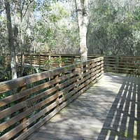 A clean safe boardwalk allows one to view the surounding Florida swampland.