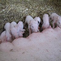 Newborns.