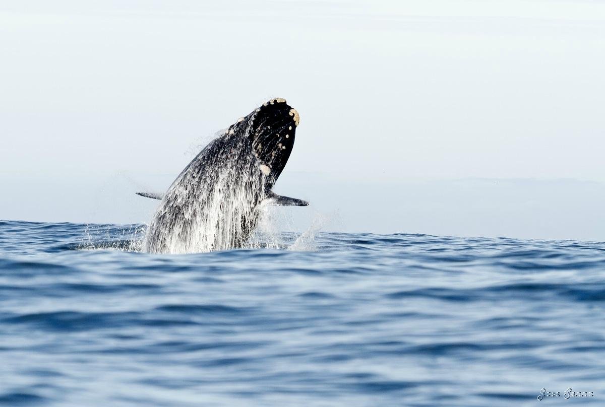 Hermanus Whale Cruises, Херманус: лучшие советы перед посещением -  Tripadvisor