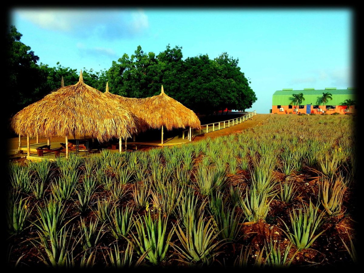 De Aloe Vera Plantage Curacao, Home of Curaloe (Willemstad) - 2023 ...