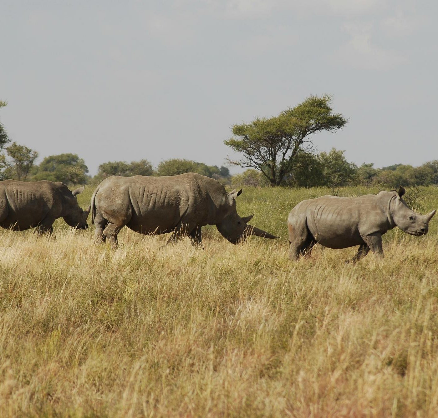 Mafikeng (Южная Африка) 2024: все самое лучшее для туристов - Tripadvisor