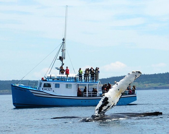 11 Facts About The Bay Of Fundy