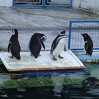 Pinguim as crianças adoram