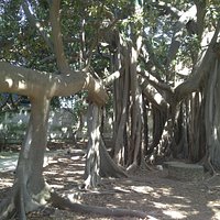 Una pianta enorme, un tipo di ficus