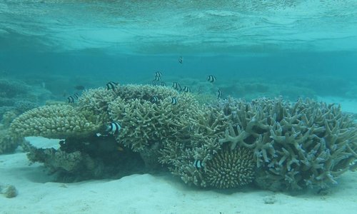 house reef