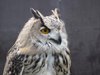 birdersmate