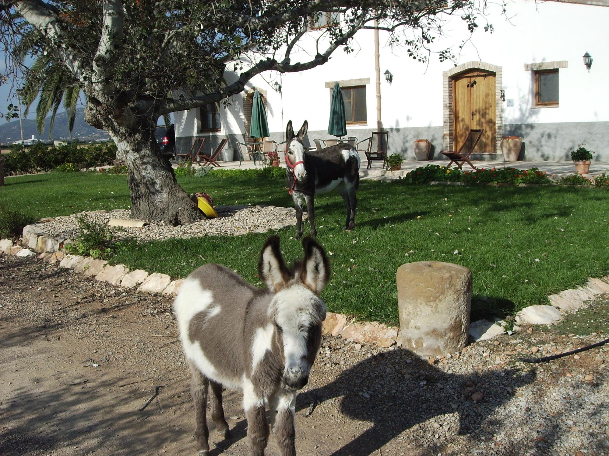 Hotel photo 5 of Mas del Tancat.