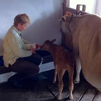 Feeding the calf