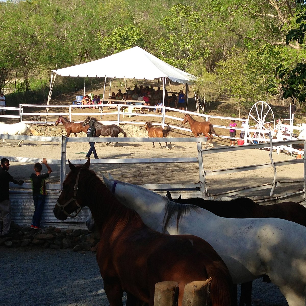 Golden Age Ranch Horse Sanctuary (St. Thomas) - All You Need to Know BEFORE  You Go