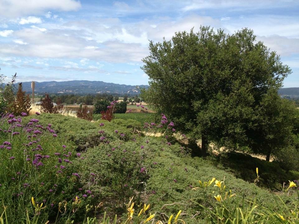 Gloria Ferrer Wines in Sonoma – Best Wineries